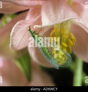 Florfliegen Chrysopa Perla Erwachsenen auf Aquilegia Blume Stockfoto