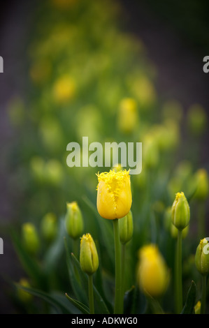 Nahaufnahme von gelben Tulpen Tulpe Stadt Mt Vernon Washington Stockfoto