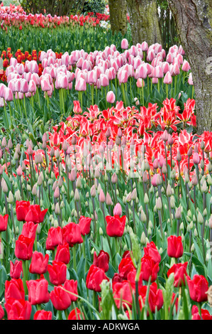 Tulpen-Betten mit Split Zaun Roozengaarde anzeigen Garten Mt Vernon Washington Stockfoto