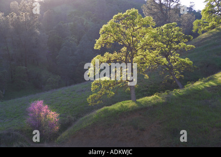 Wald mit Eichen und rote Knospe Bear Valley California Stockfoto