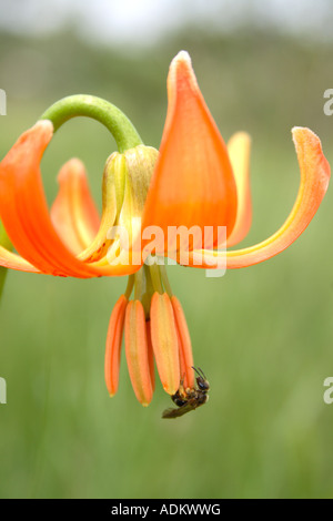 Eine wilde Honigbiene auf einer Krainer Lilie auf Sneznik Plateau im nördlichen Dinarischen Gebirge, Slowenien. Stockfoto