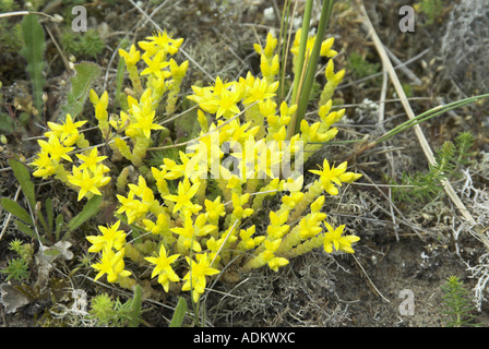 Beißende Mauerpfeffer Stockfoto