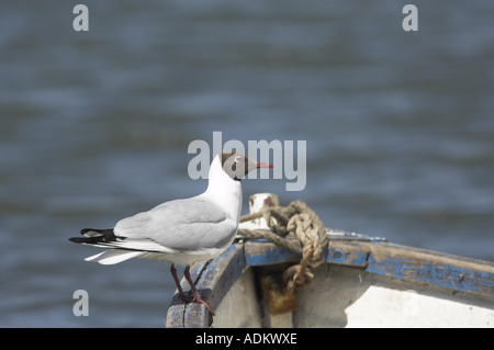 Schwarze Spitze Gull Larus Ridibundus im Hochsommer Zucht Gefieder gehockt Fischerboot Norfolk Uk Juni Stockfoto