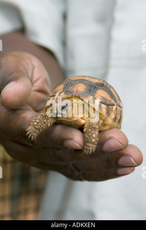 Baby Angonoka oder Madagaskar Pflugschar Schildkröte (Geochelone Yniphora) stark gefährdet, Ampijoroa, Gefangenschaft, Madagaskar Stockfoto