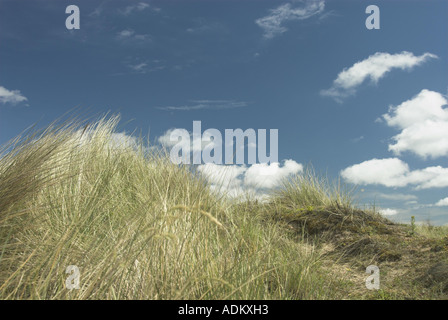 Reife Küstendünen mit Dünengebieten Grass Holkham Norfolk UK Juni Stockfoto