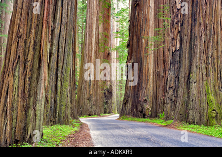 Straße durch Humboldt Redwoods State Park mit Redwoods California Stockfoto