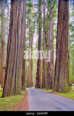 Straße durch Humboldt Redwoods State Park mit Redwoods California Stockfoto