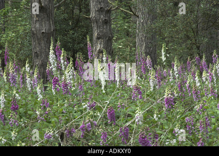 Fingerhut Digitalis Purpurea in Küsten-Kiefer Wald Norfolk UK Juni wächst Stockfoto