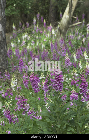 Fingerhut Digitalis Purpurea in Küsten-Kiefer Wald Norfolk UK Juni wächst Stockfoto