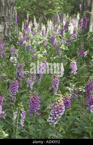 Fingerhut Digitalis Purpurea in Küsten-Kiefer Wald Norfolk UK Juni wächst Stockfoto