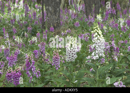 Fingerhut Digitalis Purpurea in Küsten-Kiefer Wald Norfolk UK Juni wächst Stockfoto