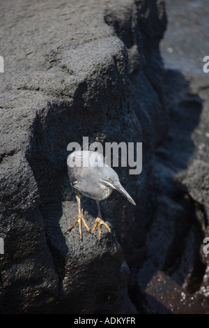 Lava Reiher Butorides sundevalli Stockfoto