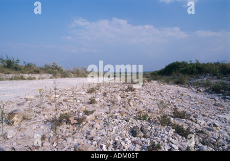 Killdeer Charadrius Vociferus nest mit Eiern neben Straße Lake Corpus Christi Texas USA April 2003 Stockfoto