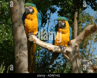 Blau-gelbe Aras, Ara ararauna Stockfoto