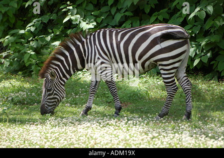 Zuschüsse Zebra Weiden Gräser und Blumen auf einer Lichtung Stockfoto