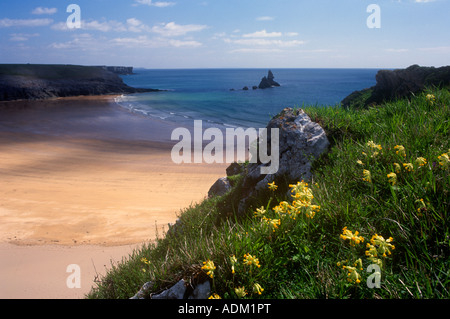 Klippen und Strand Broadhaven South Pembrokeshire West Wales UK Stockfoto