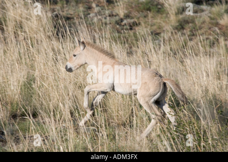 niedliche Baby Fohlen Stockfoto