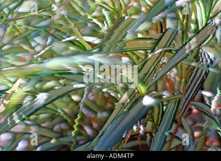 Ein digital veränderten abstraktes Bild der Band Ziergras in Utah, USA übernommen. Stockfoto