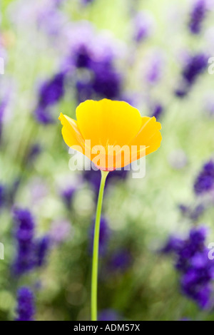 Mohn Californica. Califorianpoppy und Lavendel Blumen Stockfoto