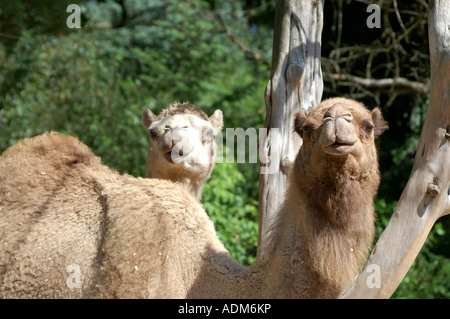 Ein paar Dromedar Camelus Dromedarius Kamele Stockfoto