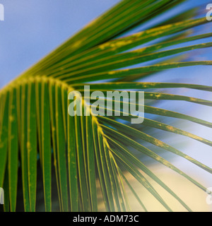 Pflanzen, Palmwedel Stockfoto