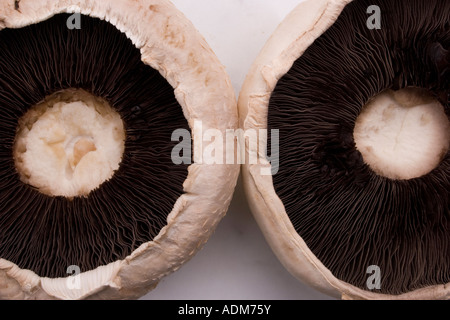 Zwei große flache Champignons Unterseite auf Küchentisch Stockfoto