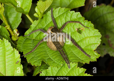 weibliche Fen Floß Spider (Dolomedes Plantarius) tragen Ei Sac. Stockfoto