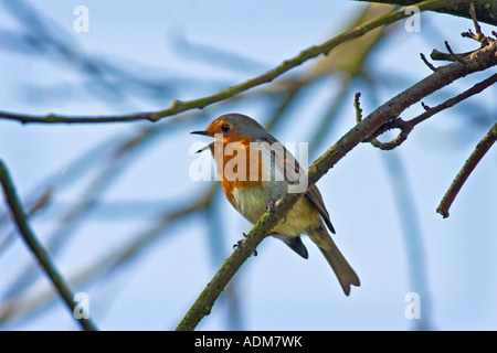 Robin singen in einem Baum UK Stockfoto