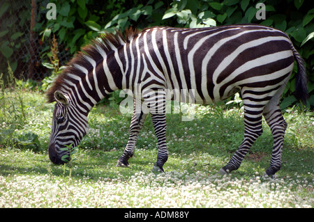 Ein Stipendien-Zebra Weiden Gräser und Blumen auf einer Lichtung Stockfoto