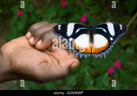 Schmetterling in der hand, Perinet Reservat, östlichen Madagaskars Stockfoto
