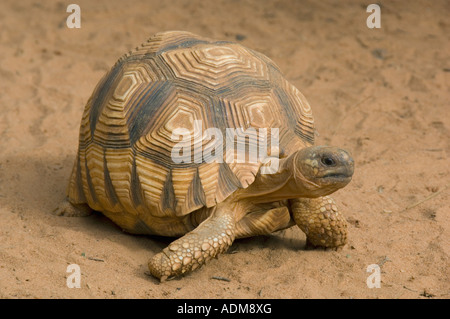 Baby Angonoka oder Madagaskar Pflugschar Schildkröte (Geochelone Yniphora) stark gefährdet, Ampijoroa, Gefangenschaft, Madagaskar Stockfoto