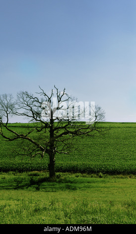 ein einsamer Baum am Rande des einen Acker Stockfoto