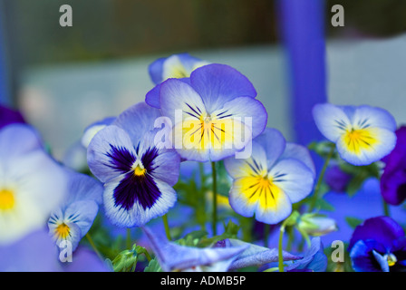 bunten violette Stiefmütterchen Stockfoto