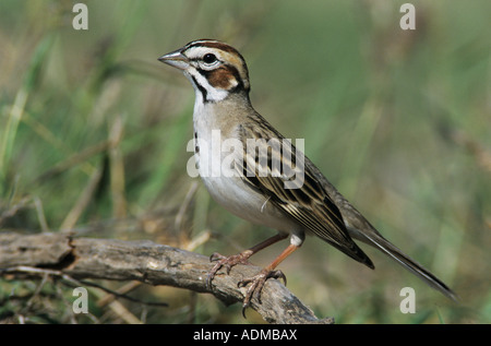 Lerche Spatz Chondestes Grammacus Erwachsenen Starr County Rio Grande Valley Texas USA Mai 2002 Stockfoto