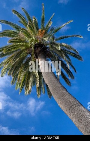 Kanarische Palme gegen einen blauen Himmel in Telde auf Gran Canaria Stockfoto