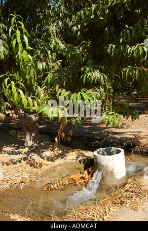 Bewässerung-Standrohr in ein Peach Orchard central San Joaquin Valley in Kalifornien USA Stockfoto