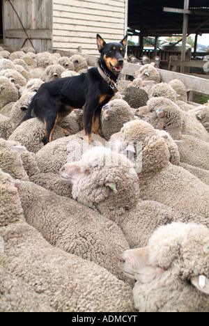 Ein Kelpie Schäferhund auf dem Rücken der Schafe in einem Stift Australien Foto von Bruce Miller Stockfoto