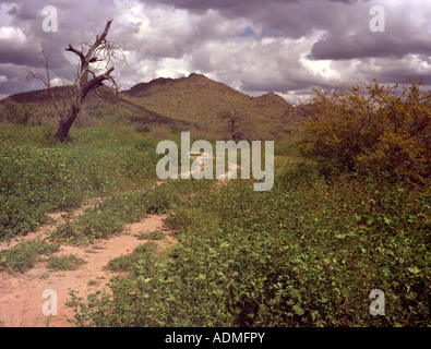 Alten abgestorbenen Baum auf unbefestigten Straße in der Nähe von Florence Junction, AZ Stockfoto