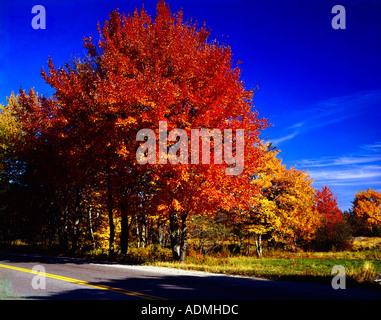 Beautiful maple tree in glorious Autumnal colors near Ellsworth in Maine in New England USA Stockfoto