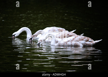 Drei Schwäne, Angeln am See Stockfoto