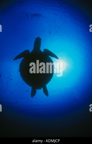 Die Silhouette einer Green Turtle, Chelonia Mydas, fliegt durch blauen Gewässern der Pazifik. Stockfoto