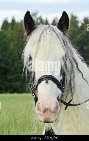 Porträt eines Pferds "Irish Tinker" Stockfoto