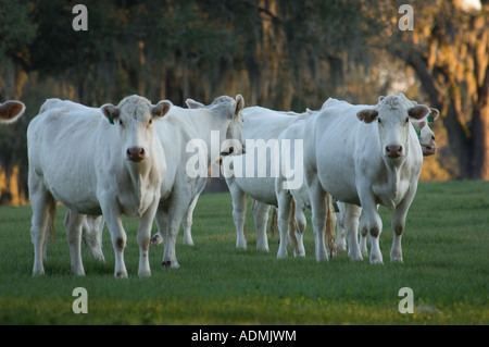 Herde von Charolais-Rindern auf der Weide Stockfoto