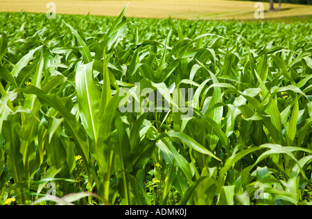 Nahaufnahme eines sonnendurchfluteten Feldes mit teilgewachsenem Mais Das leuchtend grüne Laub Stockfoto