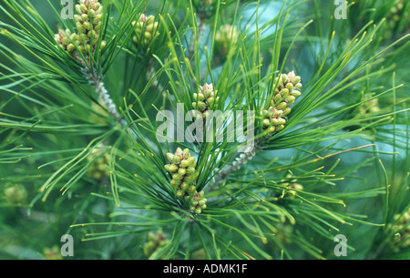 Aleppo-Kiefer (Pinus Halepensis), männliche Blütenstände Stockfoto