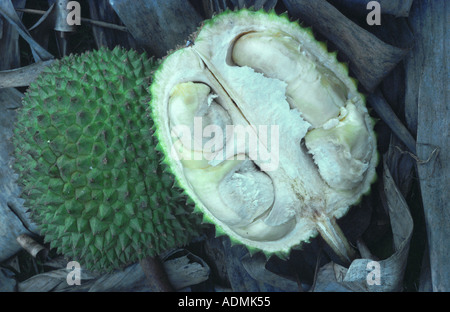 Durian (Durio Zibethinus), Obst Stockfoto