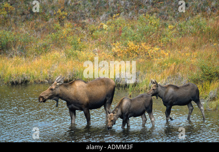 Alaska-Elch, Elch Tundra, Yukon Elch (Alces Alces Gigas), Kuh mit zwei Kälber in einem Tundra-Seen, USA, Alaska, Denali NP Stockfoto