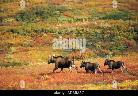Alaska-Elch, Elch Tundra, Yukon Elch (Alces Alces Gigas), Kuh mit zwei Kälber in die herbstliche Tundra, USA, Alaska, Denali NP Stockfoto