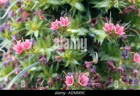 Turm der Juwelen (Echium Wildpretii), Blumen Stockfoto