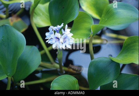 verankerte Waterhyacinth (Eichhornia Azurea), blühen Stockfoto